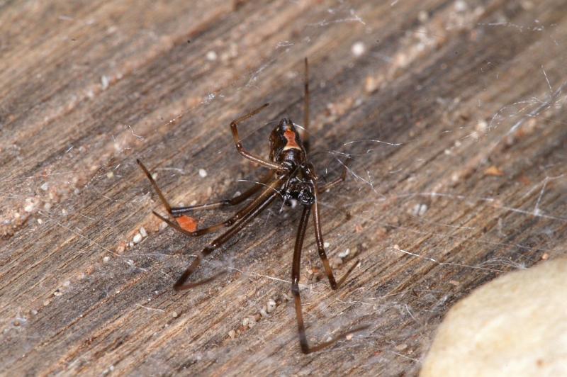 Latrodectus_hasselti_D3640_Z_85_Hamelin pool_Australie.jpg